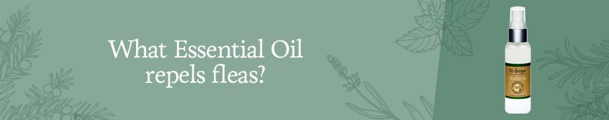 Which essential oil repels fleas? - K Sahai